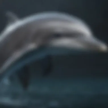 Graceful Elegance Graceful Elegance of Bottlenose Dolphin's Skin