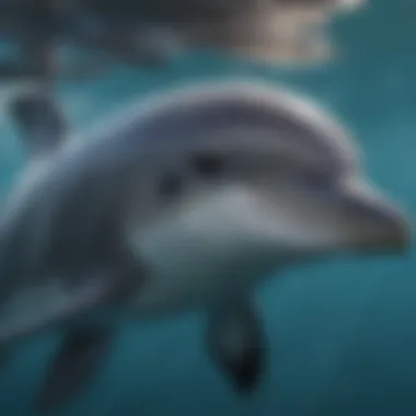 Radiant Beauty Radiant Beauty of Bottlenose Dolphin's Underbelly