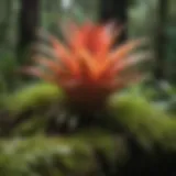 Majestic Bromeliad Perched on a Mossy Branch