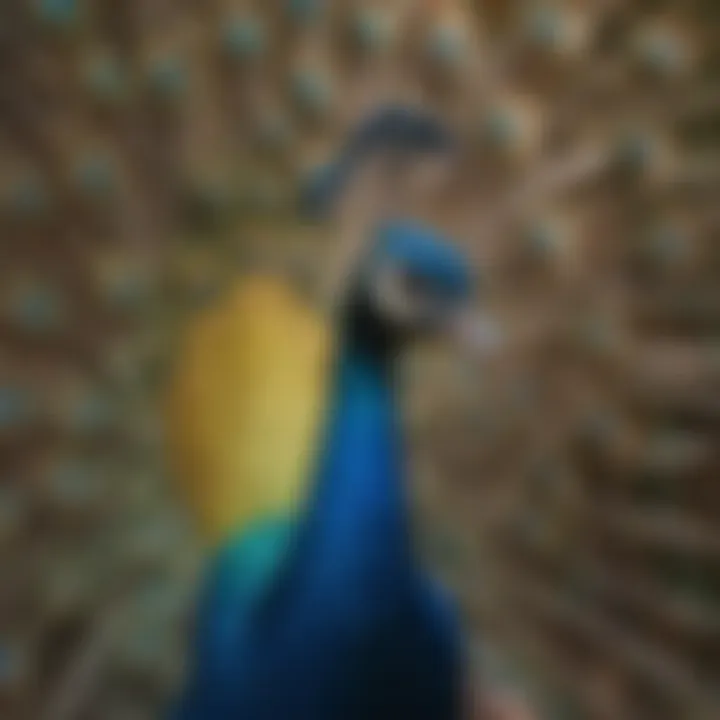 Exotic Burmese Peacock flaunting its distinctive crest