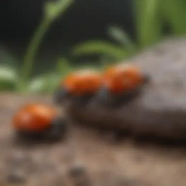 Illustration depicting the process of purchasing ladybugs from a reputable source