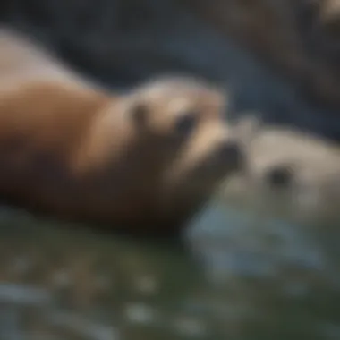 Urgent Need for Protecting Endangered California Sea Lions California Sea Lion Endangered Species Protection
