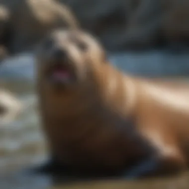 Challenges Faced by the California Sea Lion Population Threats to California Sea Lion Population