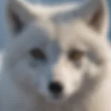 Captivating Arctic Fox Portrait