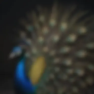 Colorful peacock displaying its vibrant feathers