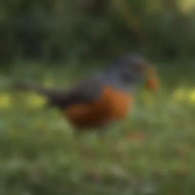 Foraging Behavior of the American Robin American Robin foraging for worms on a grassy lawn