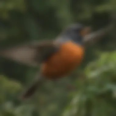 American Robin in Flight American Robin in flight against a backdrop of seasonal foliage