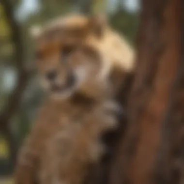 Close-up of cheetah's sharp claws gripping tree bark