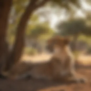 Cheetah Relaxing Under the Shade of Acacia Trees