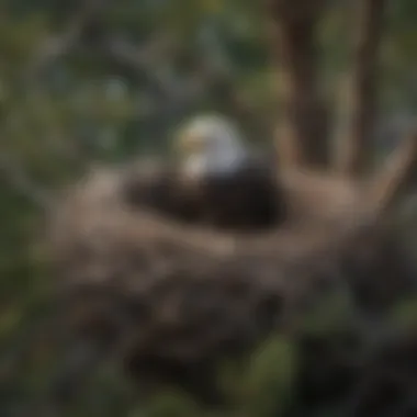 Close-up of a bald eagle's nest nestled among sturdy branches