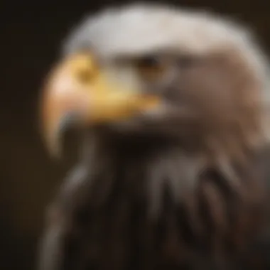 Close-Up of Bald Eagle's Sharp Talons