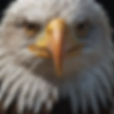 Close-Up of Bald Eagle's Striking White Head