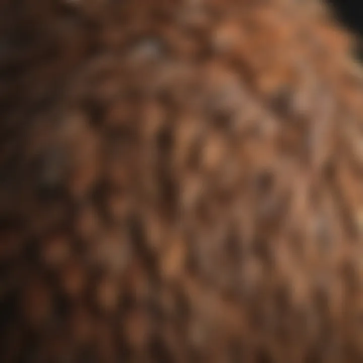 Close-up of Brown Small Bird's intricate feather pattern