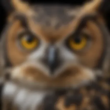 Eyes of the Night Close-up of Great Horned Owl's piercing yellow eyes