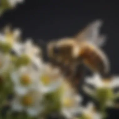 Close-up of honey bees collecting nectar from blossoms