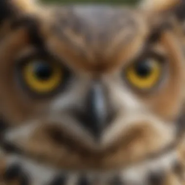 Close-up of Big Horned Owl's Yellow Eyes