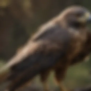 Close-up of Hawk's Sharp Talons