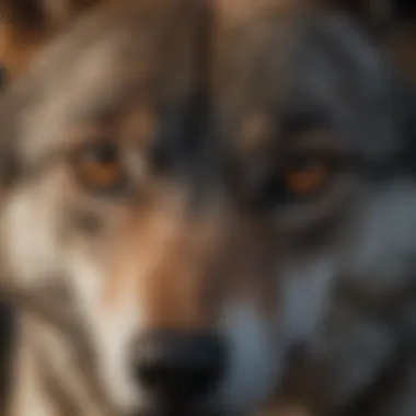 Close-up of wolf's focused gaze