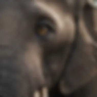 Close-Up of Elephant's Wise Eyes and Trunk