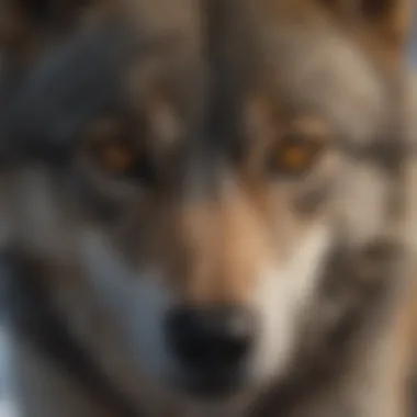 Close-up of a wolf's piercing gaze