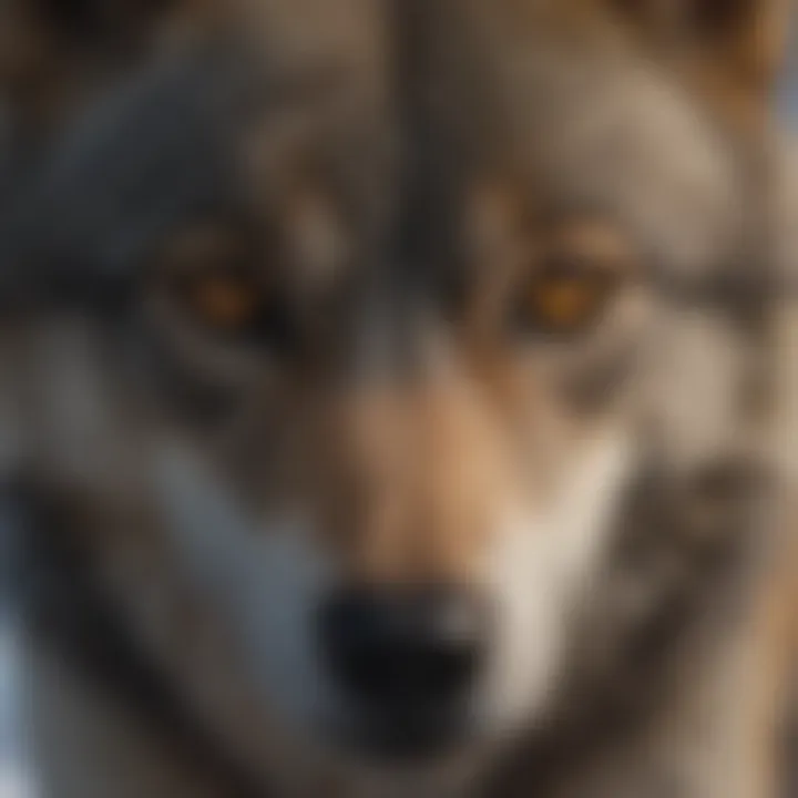 Close-up of a wolf's piercing gaze