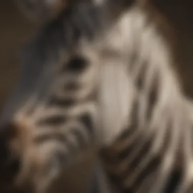 Distinctive Zebra Features Close-up of a zebra's mane and distinctive markings