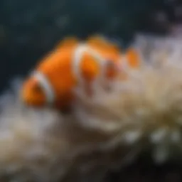 Clownfish in Anemone