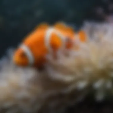 Clownfish in Anemone