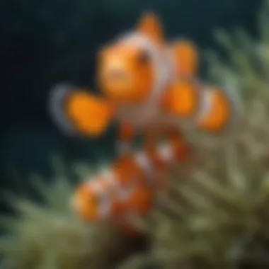 Clownfish Parenting Behavior