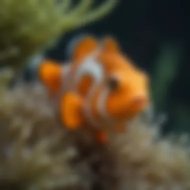 Clownfish Symbiotic Relationship