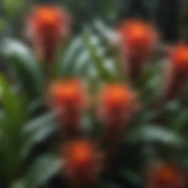 Colorful Bromeliad Cluster