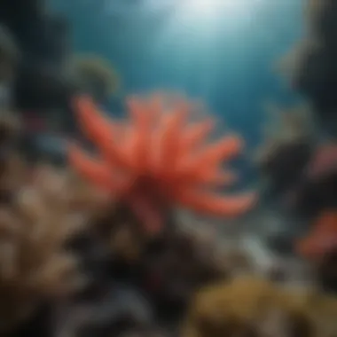 Colorful Coral Reef in Culebra Island, Puerto Rico