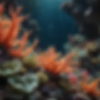 Colorful Coral Reefs Underwater