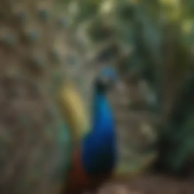 Colorful Indian Peacock displaying its vibrant plumage