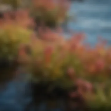 Colorful Microscopic Algae Blooms in Lake