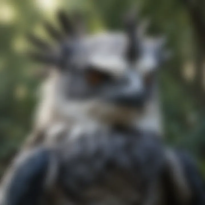Colorful Plumage of a Harpy Eagle