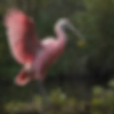 Everglades Roseate Spoonbill Colorful Plumage of Everglades Roseate Spoonbill