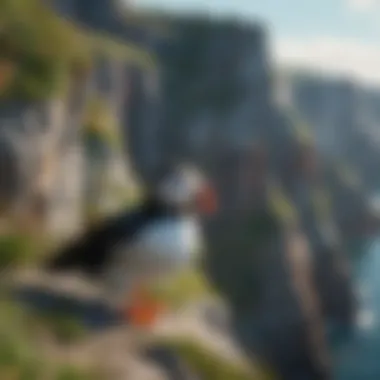 Colorful Puffin Birds on Coastal Cliffs