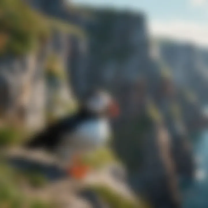 Colorful Puffin Birds on Coastal Cliffs