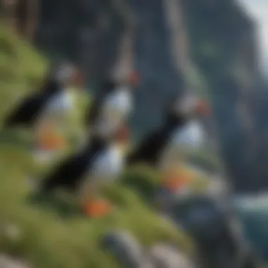 Colorful Puffins Nesting on Cliffs of Ireland