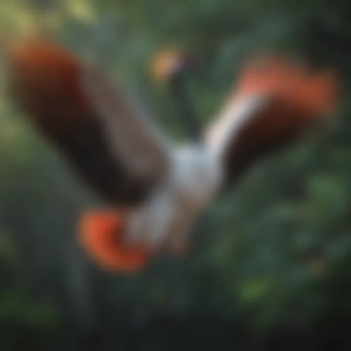 Colorful red-crowned crane gracefully spreading its wings