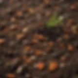 Rich compost pile ready for use in gardens