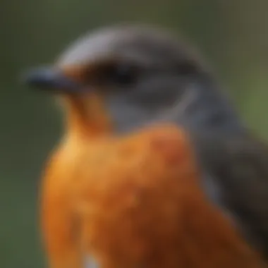 Close-up of an American Robin's vibrant plumage