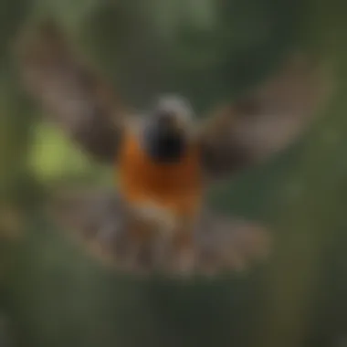 American Robin in flight during migration