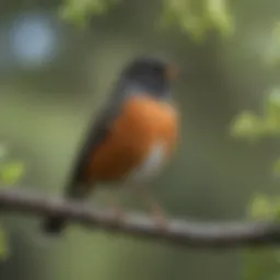 American Robin perched on a branch in spring