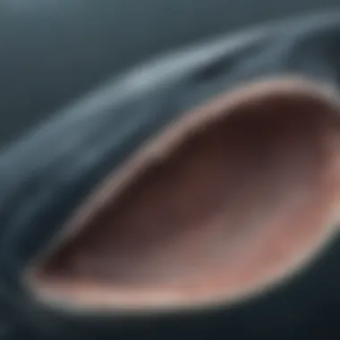 The Feeding Mechanism of a Blue Whale A detailed view of the blue whale's feeding process, showcasing its baleen plates