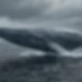 A majestic blue whale swimming gracefully in the ocean