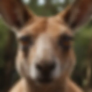 Close-up of a kangaroo's face, highlighting its large ears and expressive eyes.