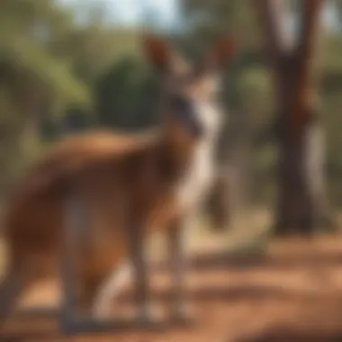 An illustration depicting various kangaroo species found across Australia.