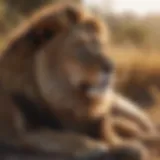 Majestic lion resting in the savannah